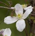Berg Waldrebe Grandiflora 60-80cm - Clematis montana