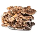 Hawlik Pilzbrut Bio Shiitake Pilzzuchtset mit Substrat und Myzel Inkl. Anbau-Anleitung