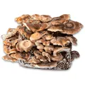 Shiitake Bio Fertigkultur, Hawlik Pilzbrut, Pilze selber züchten, Shitake Pilz