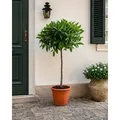 Laurus Nobilis Lorbeer Stämmchen 100–120 cm Echter Lorbeerbaum Kübelpflanze Mediterrane Gewürzpflanze winterhart