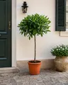 Laurus Nobilis Lorbeer Stämmchen 100–120 cm – Echter Lorbeerbaum im Kübel, Mediterrane Gewürzpflanze, Wintergrün, Aromatische Blätter, Ideal für Balkon, Terrasse & Garten