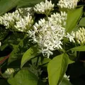 Orangerindiger Hartriegel Midwinter Fire 100-125cm - Cornus sanguinea
