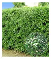 BALDUR Garten 5er Winterharte Bambus-Hecke, Pflanzen im 9x9 cm-Topf, immergrüne, winterharte Hecke, schnell wachsend, blickdicht, pflegeleicht, ideal als Sichtschutz, keine Rhizomsperre nötig