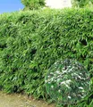 BALDUR Garten Bambus Winterharte Bambus-Hecke, 5 St., Bambusbaum, immergrün, winterhart, blickdicht, schnell wachsend