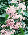 Clematis armandii 'Apple Blossom', immergrün, rosa Blüten, 60–100 cm