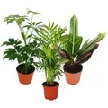Exotenherz Zimmerpflanzen Set mit 3 Pflanzen Typ 1 9cm