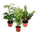 Exotenherz - Zimmerpflanzen Set mit 3 Pflanzen - Typ 1-9cm