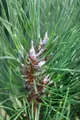 Pflanzen für Dich Konifere Pinus sylvestris Fastigiata, 1 St., Waldkiefer, Gemeine Kiefer, Föhre, säulenförmig, immergrün