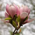 Sträucher Magnolia Soulangiana Blüten Hellrosa ⌀17cm ↕45cm