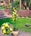 BALDUR Garten 1x Befruchter-Sorte Birne 'Conference', Pflanze wurzelballiert, Pyrus communis Conference, winterhart, mehrjährig, blühend, Säulenbaum, Obst für den Pflanzkübel, essbare Früchte
