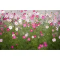 Papermoon Fototapete Cosmos Flowers, glatt bunt 4 m x 2,6 m