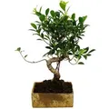 Exotenherz Bonsai für Zimmer in Moderner Trendkeramik Zimmerbonsai Ficus 8 Jahre Alt Steinoptik