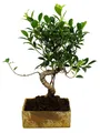 Bonsai fürs Zimmer - in moderner Trendkeramik - Zimmerbonsai Ficus - 8 Jahre alt - Steinoptik