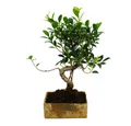 Exotenherz Zimmerpflanze Zimmerbonsai in moderner Trendkeramik Ficus 8 Jahre alt Steinoptik