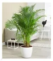 Areca Palme ca. 100 cm hoch,1 Pflanze Zimmerpflanze