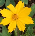 Mädchenauge Christchurch - Coreopsis grandiflora