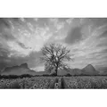 Fototapete PAPERMOON "Sonnenblumenfeld mit Baum Schwarz & Weiß", schwarz (schwarz, weiß), B:3,50m L:2,60m, Vlies, Tapeten
