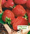BALDUR Garten 8x Immertragende Erdbeere 'Seascape®', Pflanzen im 5-6 cm-Topf, Fragaria Erdbeerpflanzen winterhart, pflegeleicht, Fragaria x ananassa, fruchtet auch bei großer Sommerhitze