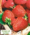 BALDUR Garten 8x Immertragende Erdbeere 'Seascape®', Pflanzen im 5-6 cm-Topf, Fragaria Erdbeerpflanzen winterhart, pflegeleicht, Fragaria x ananassa, fruchtet auch bei großer Sommerhitze