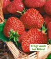 BALDUR Garten Obstpflanze Immertragende Erdbeere 'Seascape®', 8 St., Selbstbefruchtend, winterhart, mehrjährig, pflegeleicht