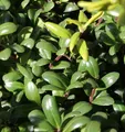 Kugelschnitt Glorie Dwarf® 15-20cm - Ilex crenata