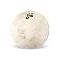 EVANS 08" Calftone - Tom Fell