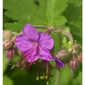 Balkanstorchschnabel - Geranium macrorrhizum