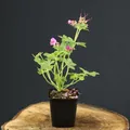 48 Stück Geranium macrorrhizum von INTRAGARTEN | Balkan Storchschnabel lila-rosa | winterharter Bodendecker im 9cm Topf