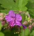Balkanstorchschnabel - Geranium macrorrhizum