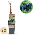 Green boutiQ - Obstpflanze - Lonicera caerulea Kamchatika - Honigbeere - Winterhart - Blaue Frucht - 2 Pflanzen - Topf 15cm - Höhe 50cm