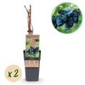 Obstpflanze Honigbeere Lonicera caerulea Kamchatika Blaubeere ⌀15cm ↕50cm