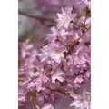 Prunus Subhirtella Autumnalis Winterkirsche Zartrosa 60–100 cm