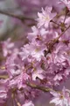 Pflanzen für Dich Gehölze Prunus subh. Autumnalis, 1 St., Winterkirsche, Herbstkirsche