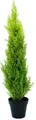 EUROPALMS Zypresse, Leyland, 90cm