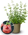 BALDUR Garten 1x Minze 'Strawberry', Pflanze im 10,5 cm Topf, intensiver erdbeer-minziger Duft & Geschmack, ideal für Getränke & Desserts, pflegeleicht & winterhart