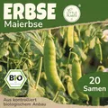 Little Plants BIO Erbsen Samen 20 Erbsensamen Erster Anfang Mai Gemüsesamen Gemüsesaatgut Samenfest für Gemüsegarten, Hochbeet, Küche, Balkon und Garten