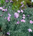 Pfingstnelke - Dianthus gratianopolitanus