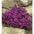 Teppich Phlox Temiskaming - Phlox subulata