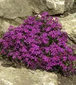 Teppich Phlox Temiskaming - Phlox subulata