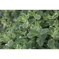Mentha Suaveolens Variegata Ananasminze Ca. 9x9 cm Topf