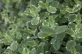 Pflanzen für Dich Staude Mentha suaveolens Variegata, 1 St., Ananasminze