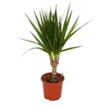 Drachenbaum – Dracaena marginata – 1 Pflanze – pflegeleichte Zimmerpflanze – Palme