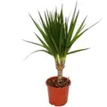 Exotenherz Drachenbaum Dracaena Marginata 1 Pflanze Pflegeleichte Zimmerpflanze Palme