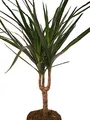 Drachenbaum - Dracaena marginata - 1 Pflanze - pflegeleichte Zimmerpflanze - Palme