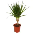 Exotenherz - Drachenbaum - Dracaena marginata - 1 Pflanze