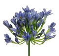 Kunstblume Kunstblume AGAPANTHUS ca 75cm. Liebesblumen, Schmucklilie, Floratexx GmbH