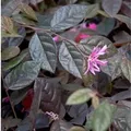 Riemenblüte Fire Dance 40-60cm - Loropetalum chinense