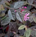 Riemenblüte Fire Dance 40-60cm - Loropetalum chinense