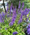 BALDUR Garten Staude Blauviolette Hosta 'Time in a Bottle®', 1 St., Funkie, winterhart, mehrjährig, pflegeleicht