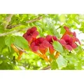Campsis Radicans Trompetenblume Orange 150–200 cm